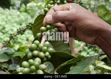 Hand picking unripe, green coffee beans on the bush, coffee plantation on the slopes of Mount Meru near Arusha, Tanzania, Africa Stock Photo