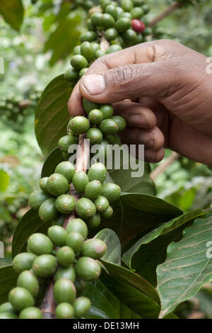 Hand picking unripe, green coffee beans on the bush, coffee plantation on the slopes of Mount Meru near Arusha, Tanzania, Africa Stock Photo