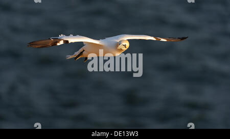 Northern Gannet (Sula bassana) in flight, North Sea, Heligoland, Schleswig-Holstein Stock Photo