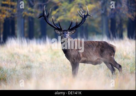 Red deer (Cervus elaphus), stately stag in autumn, Jægersborg Dyrehave deer park, Denmark, Scandinavia, Europe Stock Photo