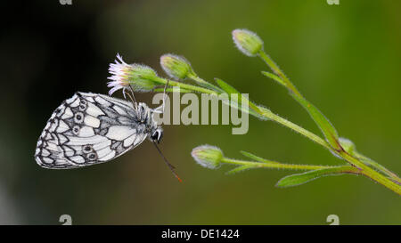 Marbled White (Melanargia galathea), Biosphaerengebiet Schwaebische Alb biosphere reserve, Swabian Alb, Baden-Wuerttemberg Stock Photo