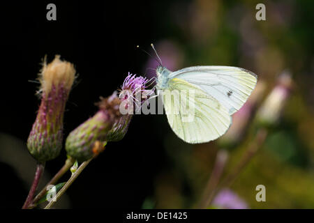 Small White (Pieris rapae), feeding on a Creeping Thistle (Cirsium arvense), Biosphaerengebiet Schwaebische Alb biosphere Stock Photo