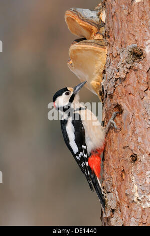 Great Spotted Woodpecker (Dendrocopos major), male, on a larch tree trunk with fungi, UNESCO Biosphere Reserve, Swabian Alb Stock Photo