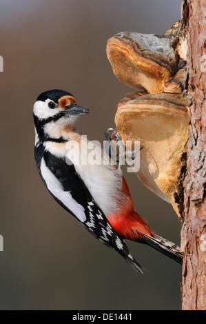 Great Spotted Woodpecker (Dendrocopos major), male, at his anvil on birch tree, UNESCO Biosphere Reserve, Swabian Alb Stock Photo