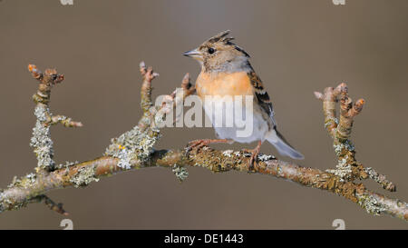 Brambling (Fringilla montifringilla) perched on a branch Stock Photo