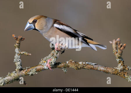 Hawfinch (Coccothraustes coccothraustes), female in breeding plumage, perched on apple tree branch, UNESCO Biosphere Reserve Stock Photo