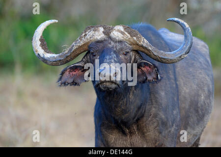 African buffalo (Syncerus caffer), bull, portrait, Lake Nakuru National Park, Kenya, East Africa, Africa Stock Photo