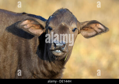 African buffalo (Syncerus caffer), calf, portrait, Lake Nakuru National Park, Kenya, East Africa, Africa Stock Photo