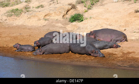 Hippopotamus (Hippopotamus amphibius), herd sunbathing on the banks of the Mara River, Masai Mara National Reserve, Kenya