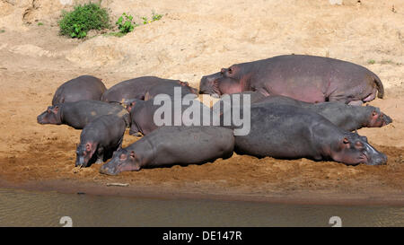 Hippopotamus (Hippopotamus amphibius), herd sunbathing on the banks of the Mara River, Masai Mara National Reserve, Kenya Stock Photo