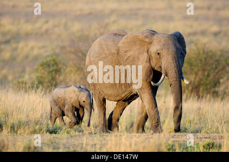 African elephant (Loxodonta africana), cow and calf at the first light of dawn, Masai Mara National Reserve, Kenya, East Africa