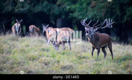 Red deer (Cervus elaphus), royal stag with does, rutting stag, old bull, roaring, mating herd, Jaegersborg, Denmark, Scandinavia Stock Photo