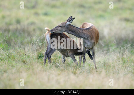Red deer (Cervus elaphus), hind and suckling calf, fawn, doe, Jaegersborg, Denmark, Scandinavia, Europe Stock Photo