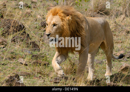 Lion (Panthera leo), adult male, Masai Mara National Reserve, Kenya, Africa Stock Photo