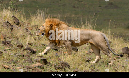 Lion (Panthera leo), adult male, Masai Mara National Reserve, Kenya, Africa Stock Photo