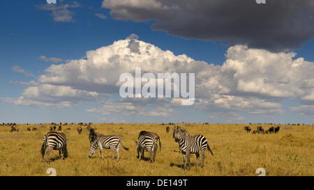 Grant's Zebra (Equus quagga boehmi) and wildebeest (Connochaetes taurinus), herds in the wilderness with dramatic clouds Stock Photo