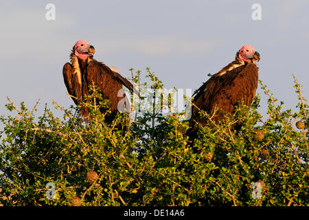 Lappet-faced Vulture or Nubian Vulture (Torgos tracheliotos), breeding pair, Masai Mara National Reserve, Kenya, Africa Stock Photo