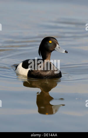 Tufted Duck (Aythya fuligula), swimming drake, Donauauen, Baden-Wuerttemberg Stock Photo