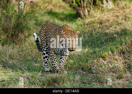 Leopard (Panthera pardus), male, Masai Mara National Reserve, Kenya, Africa Stock Photo