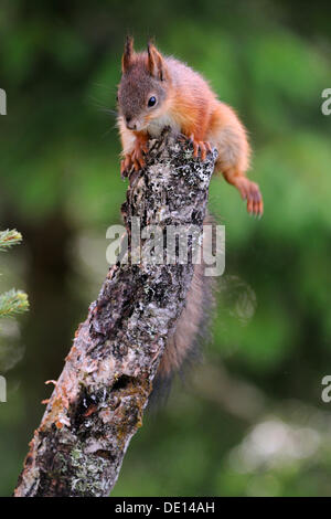 European squirrel (Sciurus vulgaris), Karelia, Eastern Finland, Finland, Europe Stock Photo