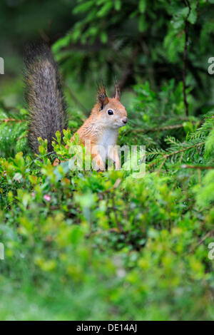 Squirrel (Sciurus vulgaris), Karelia, Eastern Finland, Finland, Europe Stock Photo
