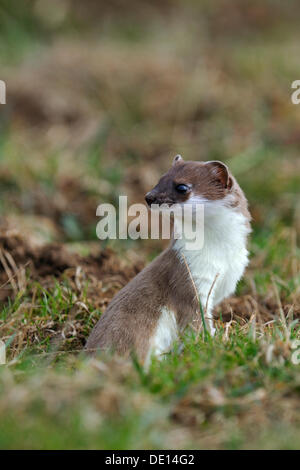 Stoat, ermine or short-tailed weasel (Mustela erminea), in summer coat, guardingly looking out of its burrow, Stock Photo