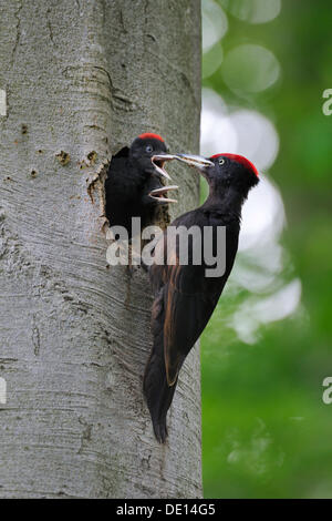 Black Woodpecker (Dryocopus martius) at nest hole in a beech with chicks (Fagus sylvatica), Biosphaerenreservat Schwaebische Alb Stock Photo