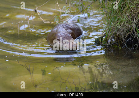 Otter (Lutra lutra), seeking the safety of the river bank, Sihl forest, Switzerland, Europe Stock Photo