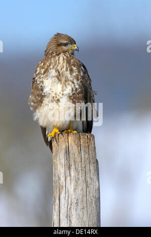 Common Buzzard (Buteo buteo) perched on a pole, biosphere reserve, Swabian Alb, Baden-Wuerttemberg Stock Photo