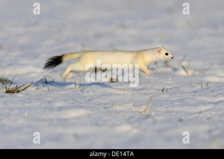 Stoat or Ermine (Mustela erminea) running in its winter coat, biosphere reserve, Swabian Alb, Baden-Wuerttemberg Stock Photo