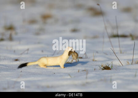 Stoat or Ermine (Mustela erminea) in its winter coat with prey, a Common Vole (Microtus arvalis), biosphere reserve, Swabian Alb Stock Photo