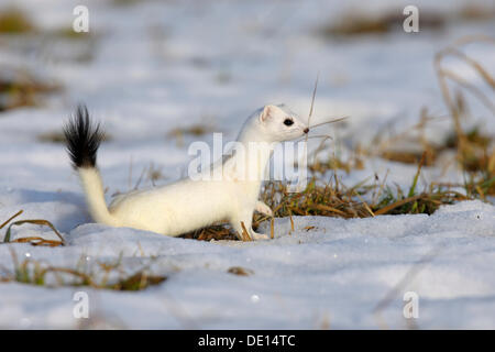 Stoat or Ermine (Mustela erminea) in its winter coat, looking out for safety, biosphere reserve, Swabian Alb, Baden-Wuerttemberg Stock Photo