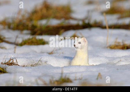 Stoat or Ermine (Mustela erminea) in its winter coat, looking out of its burrow, biosphere reserve, Swabian Alb Stock Photo