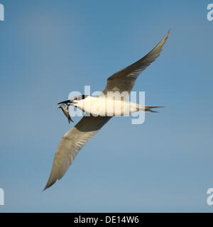 Sandwich Tern (Sterna sandvicensis), in flight, with a small fish in its beak, Texel, Wadden Islands, Netherlands, Holland Stock Photo