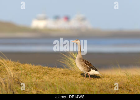 Greylag Goose (Anser anser) on a beach, Wadden Islands, Netherlands, Holland, Europe Stock Photo