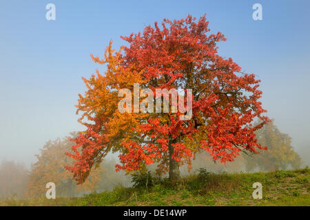 Autumn meadow with scattered fruit trees with fog in the Biosphere Reserve Swabian Alb, Baden-Wuerttemberg Stock Photo