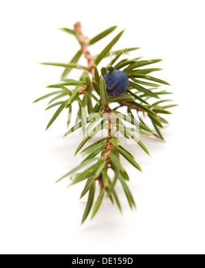 juniper twig isolated on white Stock Photo