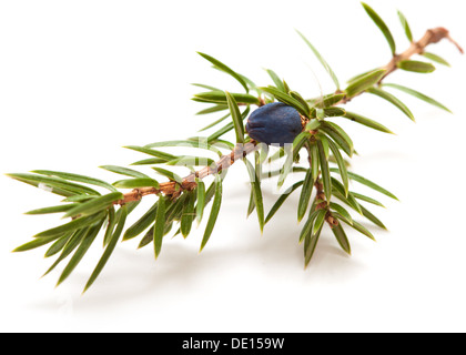 juniper twig isolated on white Stock Photo