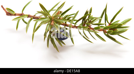 juniper twig isolated on white Stock Photo