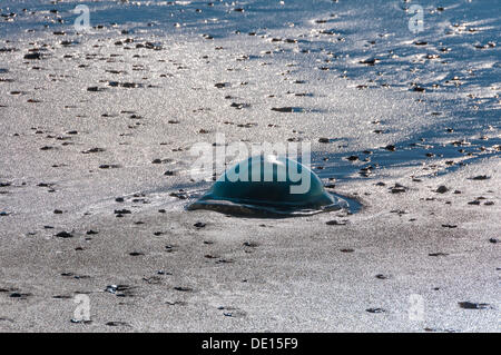 Barrel Jellyfish (Rhizostoma octopus) on a North Sea beach, West Jutland, Denmark, Europe Stock Photo