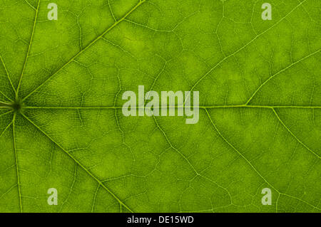Leaf structure of a Maple (Acer) in transmitted light, detail Stock Photo