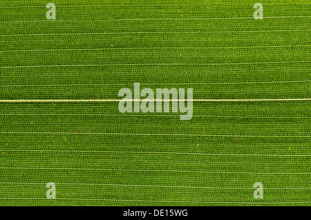 Leaf structure of Bamboo (Bambuseae) in transmitted light, detail Stock Photo