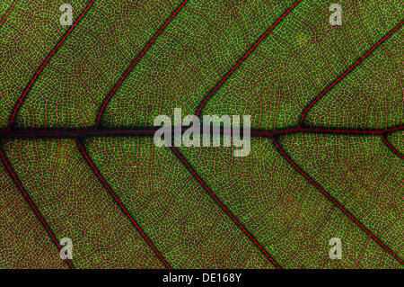 Leaf structure of the Copper Beech (Fagus sylvatica f. purpurea), detail, Germany Stock Photo