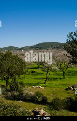 Almond trees in bloom at the Valley of Santa Agnes, Ibiza, Spain, Europe Stock Photo