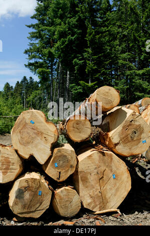 Coniferous logs, Regional Nature Park of Livradois Forez, Haute Loire, Auvergne, France, Europe Stock Photo
