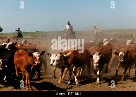 Gauchos on horseback, driving cattle, Estancia San Isidro del Llano towards Carmen Casares, Buenos Aires province, Argentina Stock Photo