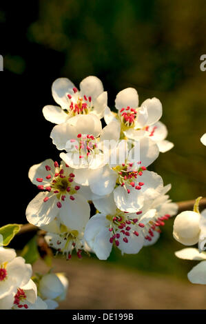 Blossoms of a Pear tree (Pyrus sp.) Stock Photo