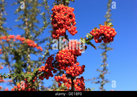 Buckthorn, Hippophae rhamnoides, also willow arbor, arbor dunes, Audorn, Pheasant Berry, Haffdorn, Seedorn, Red Sloe Berry and s Stock Photo