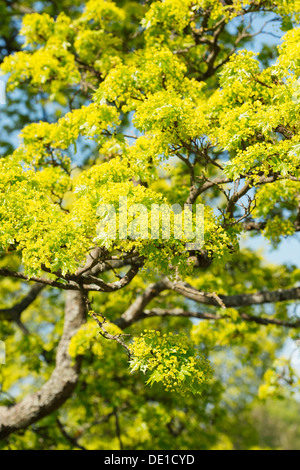 Fresh green leaves on tree at spring, Sweden Stock Photo