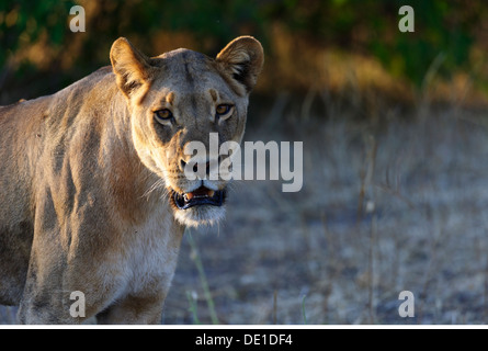 zoology / animals, mammal / mammalian, Felidae, Lion (Panthera leo), female lion, Chobe National Park, Zambezi, Botswana, Additional-Rights-Clearance-Info-Not-Available Stock Photo